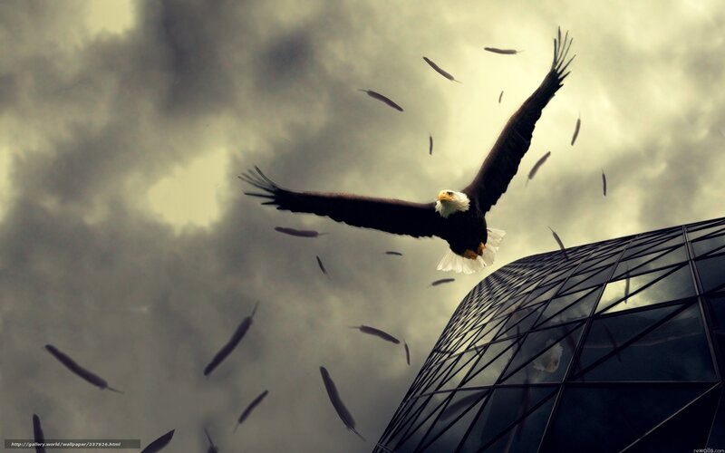 Bald Eagle in Flight — Gray, Dramatic, Digital Art, Feathers, Building, Clouds