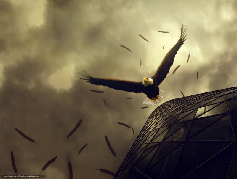 Bald Eagle in Flight — Gray, Dramatic, Digital Art, Feathers, Skyscraper