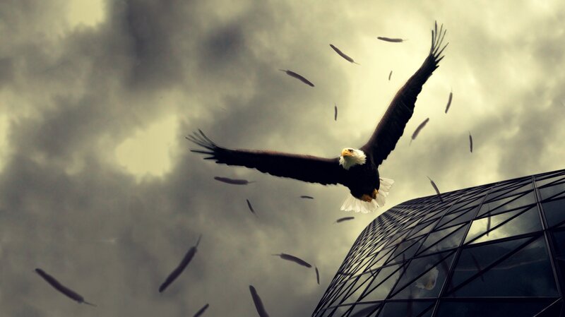 Bald Eagle in Flight — Gray, Dramatic, Digital Art, Feathers