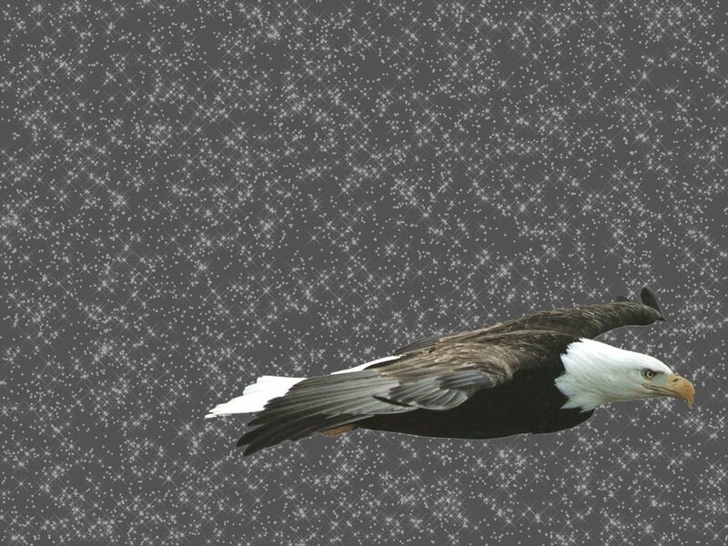 Bald Eagle in Flight — Gray, Dramatic, Night