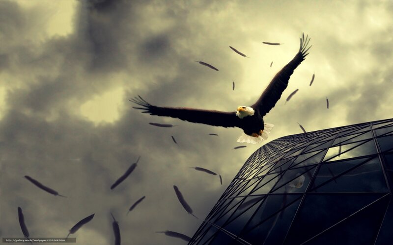 Bald Eagle in Flight — Gray, Dramatic, Photograph, Feathers