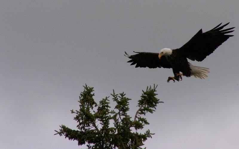 Bald Eagle in Flight — Gray, Dramatic, Photograph