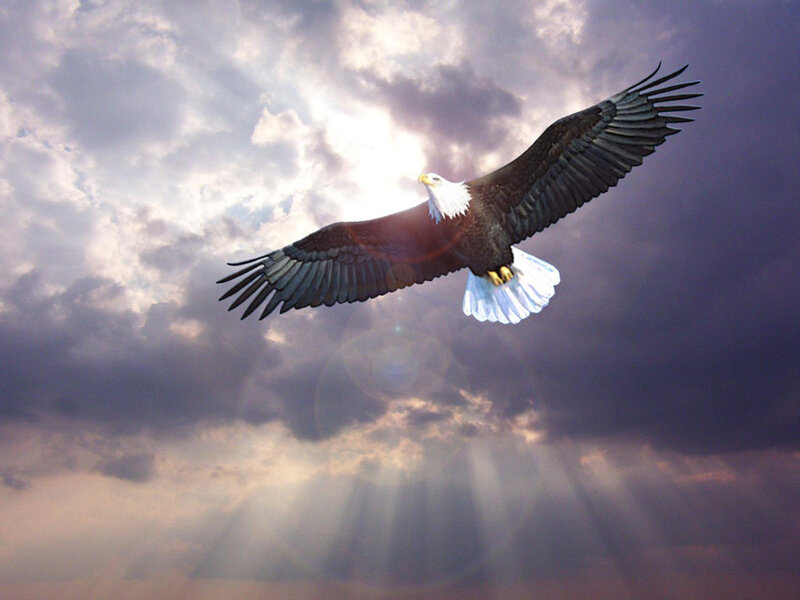 Bald Eagle in Flight — Gray, Dramatic, Sunset