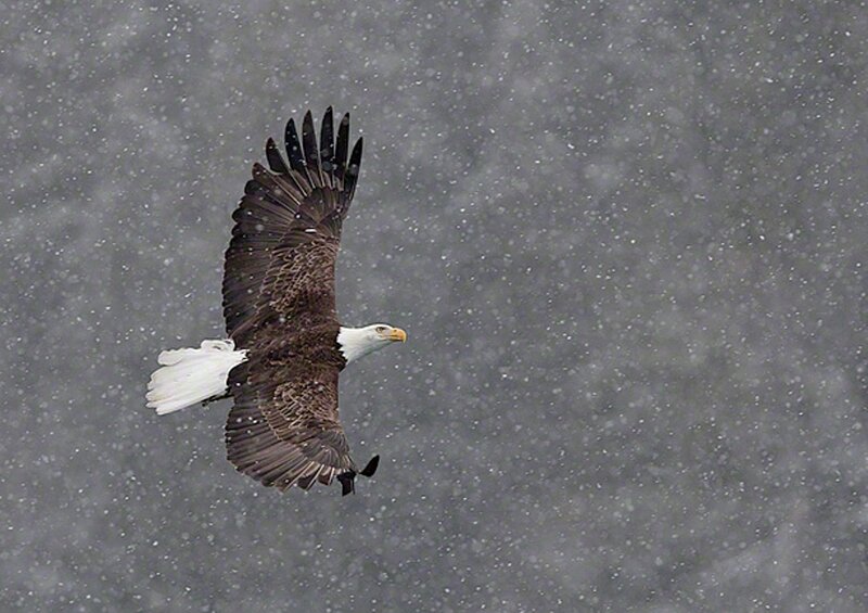 Bald Eagle in Flight — Gray, Dramatic, Winter