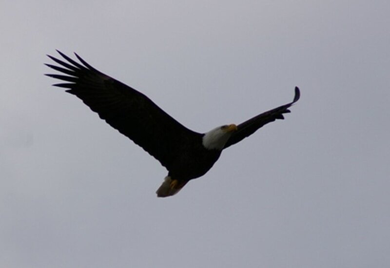 Bald Eagle in Flight — Gray, Neutral