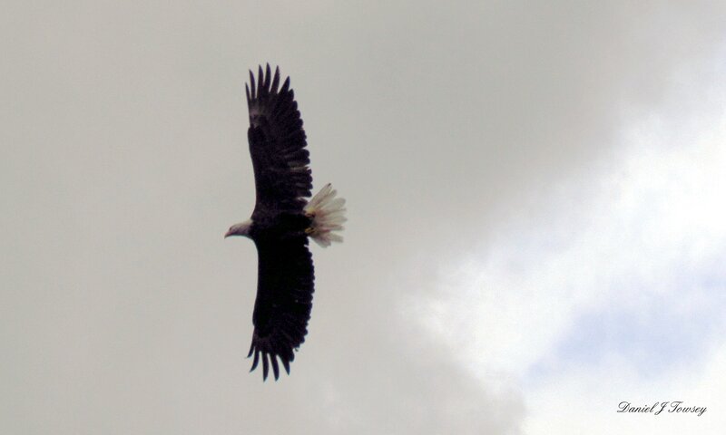 Bald Eagle in Flight — Gray, Serene