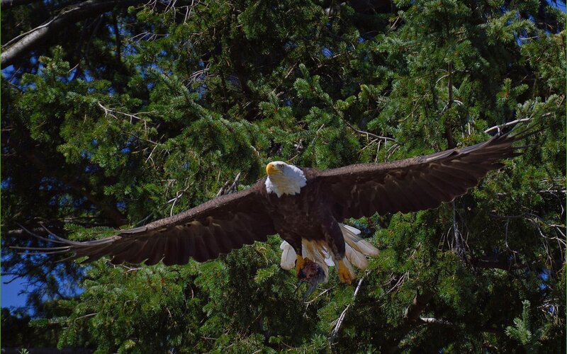 Bald Eagle in Flight — Green, Dramatic, Afternoon, Photograph, Tree
