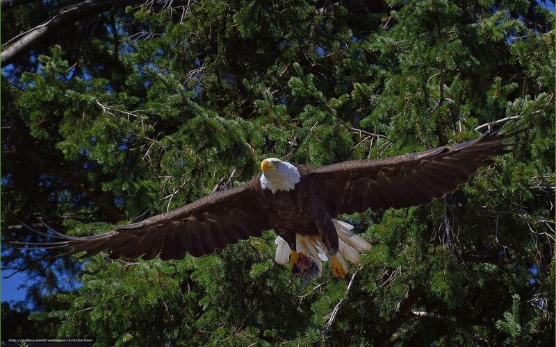 Bald Eagle in Flight — Green, Dramatic, Afternoon
