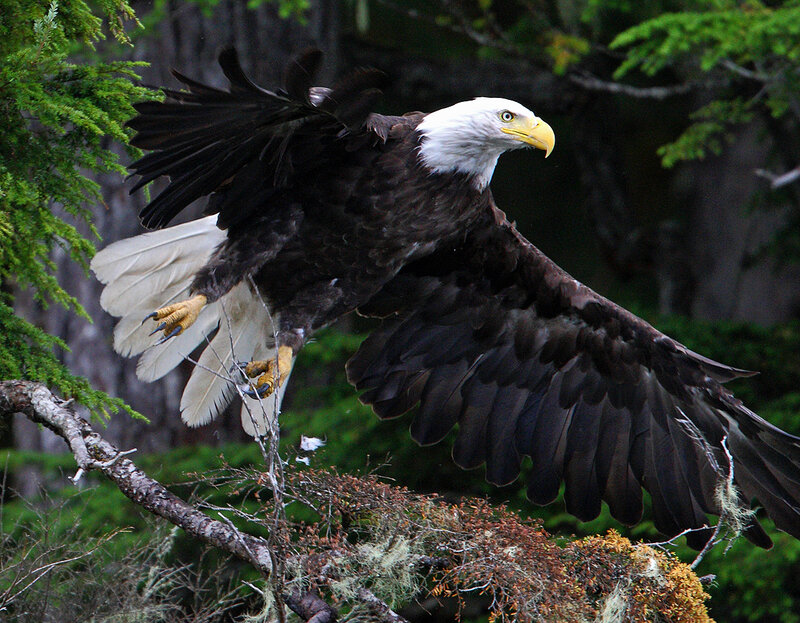 Bald Eagle in Flight — Green, Dramatic, Photograph