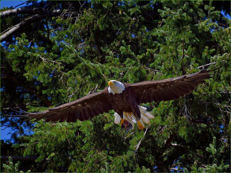 Bald Eagle in Flight — Green, Dramatic