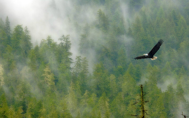Bald Eagle in Flight — Green, Misty, Photograph, Forest