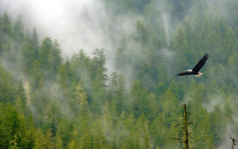 Bald Eagle in Flight — Green, Misty