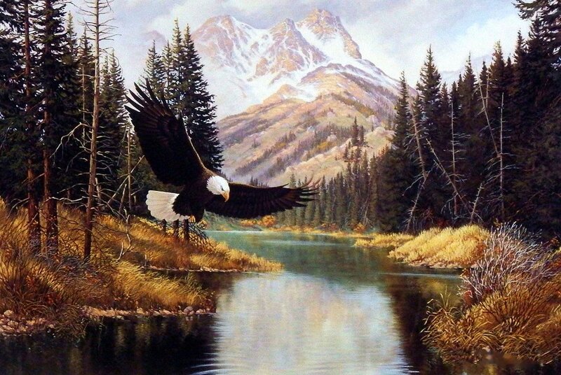 Bald Eagle in Flight — Green, Serene, Autumn