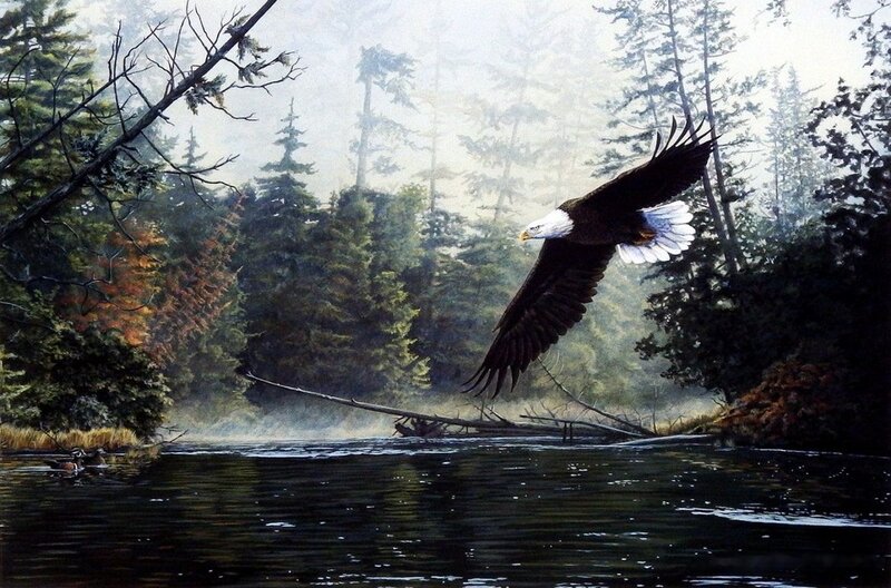 Bald Eagle in Flight — Green, Serene, Morning