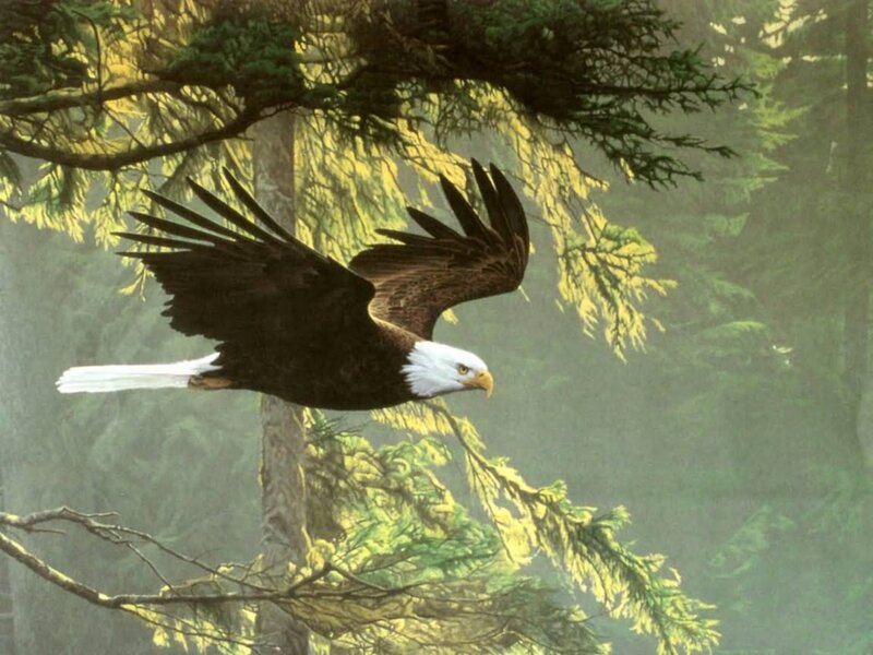 Bald Eagle in Flight — Green, Serene