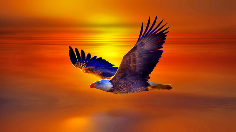 Bald Eagle in Flight — Orange, Dramatic, Sunset, Digital Art