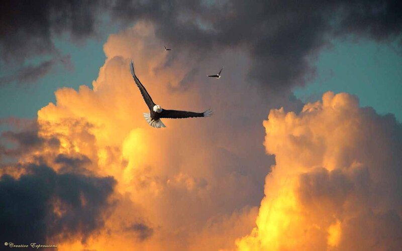 Bald Eagle in Flight — Orange, Dramatic, Sunset, Photograph, Clouds