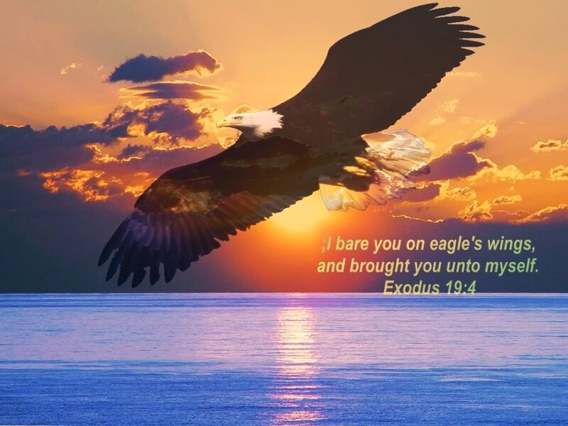 Bald Eagle in Flight — Orange, Dramatic, Sunset, Photograph, Ocean