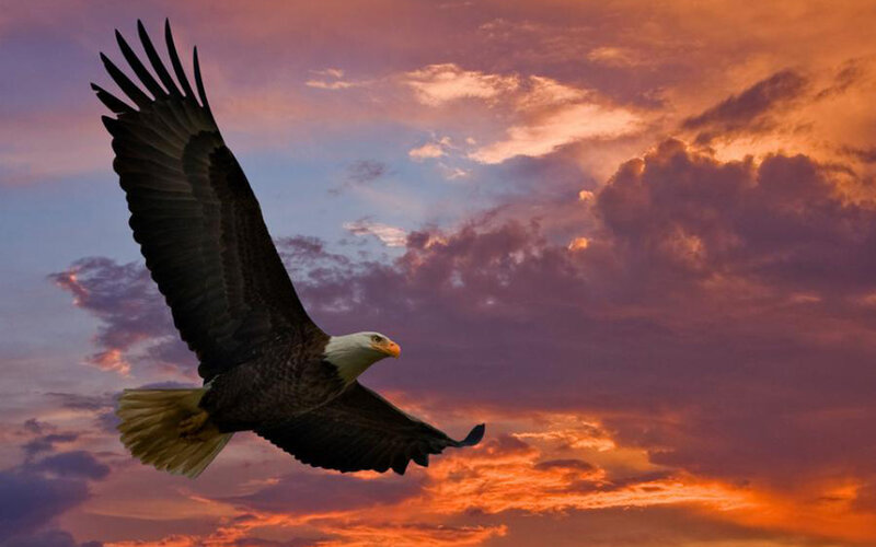 Bald Eagle in Flight — Orange, Dramatic, Sunset, Photograph, Sky, Clouds, Purple