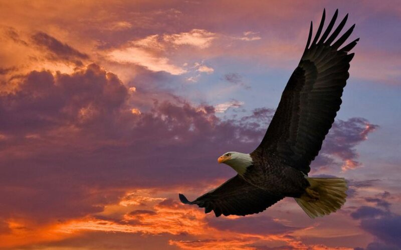 Bald Eagle in Flight — Orange, Dramatic, Sunset, Photograph, Sky, Clouds