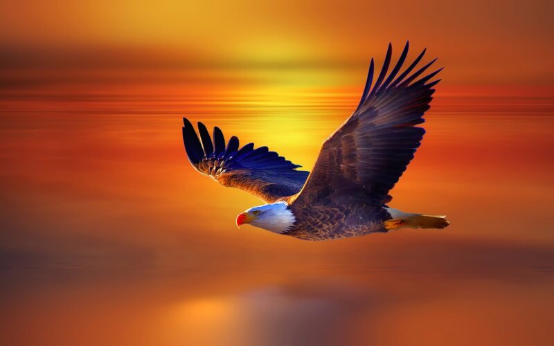 Bald Eagle in Flight — Orange, Dramatic, Sunset, Photograph, Sky, Sun