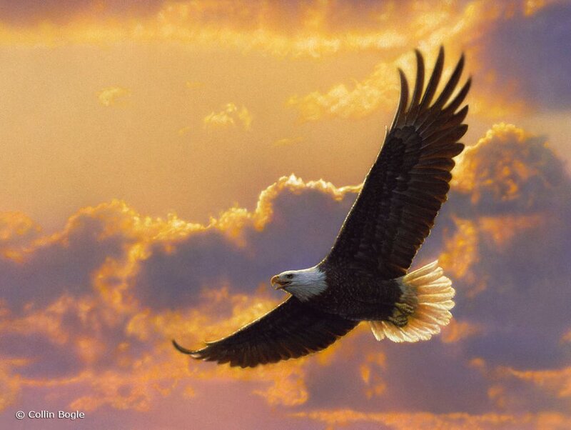 Bald Eagle in Flight — Orange, Dramatic, Sunset, Photograph, Sky