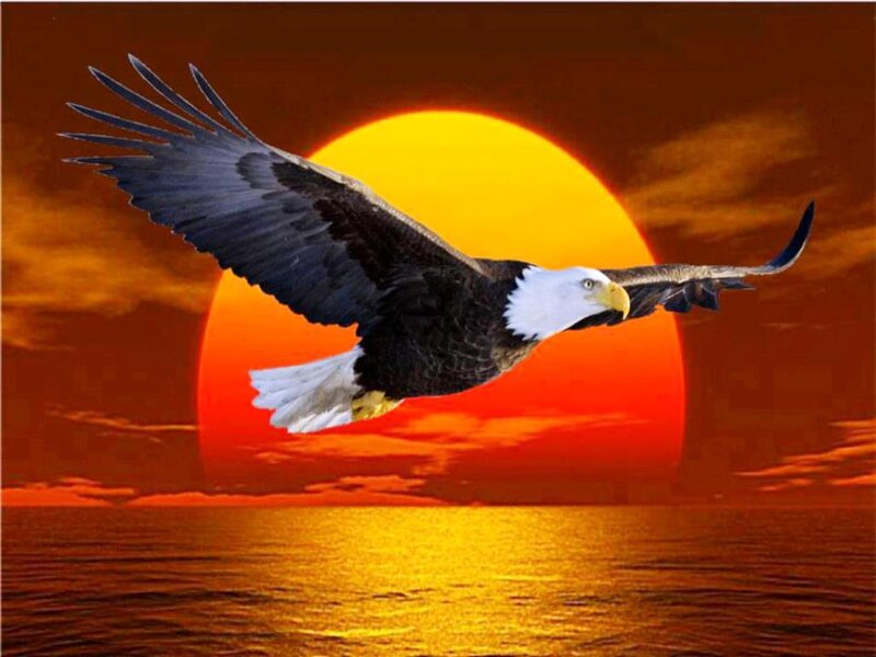 Bald Eagle in Flight — Orange, Dramatic, Sunset, Photograph, Sun