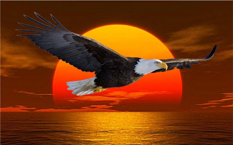 Bald Eagle in Flight — Orange, Dramatic, Sunset, Photograph