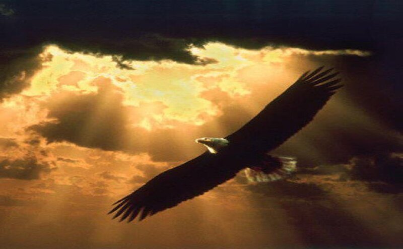 Bald Eagle in Flight — Orange, Dramatic, Sunset