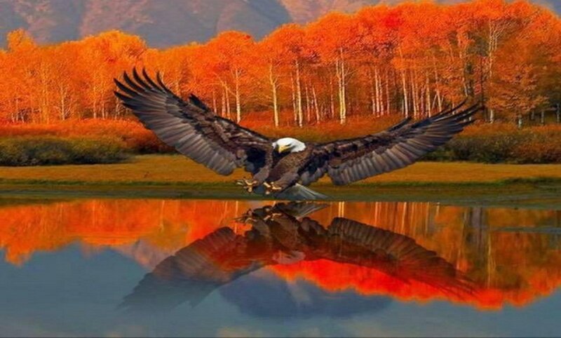 Bald Eagle in Flight — Orange, Serene, Autumn