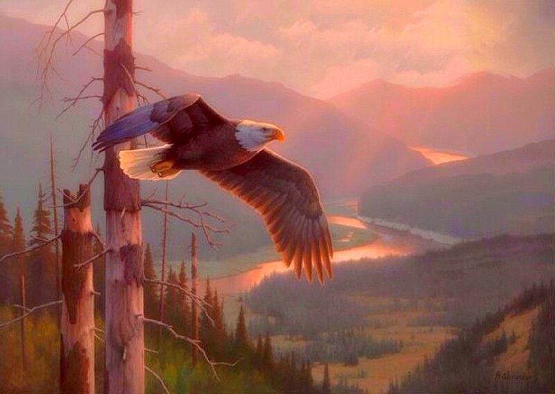 Bald Eagle in Flight — Orange, Serene, Sunset