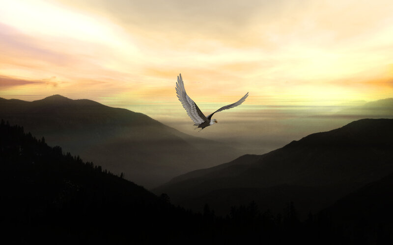 Bald Eagle in Flight — Orange, Serene
