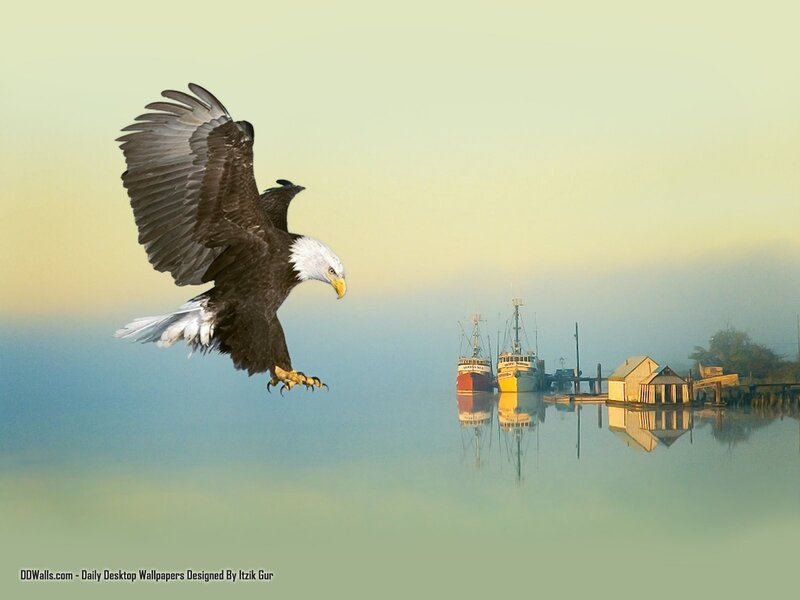 Bald eagle in flight over harbor