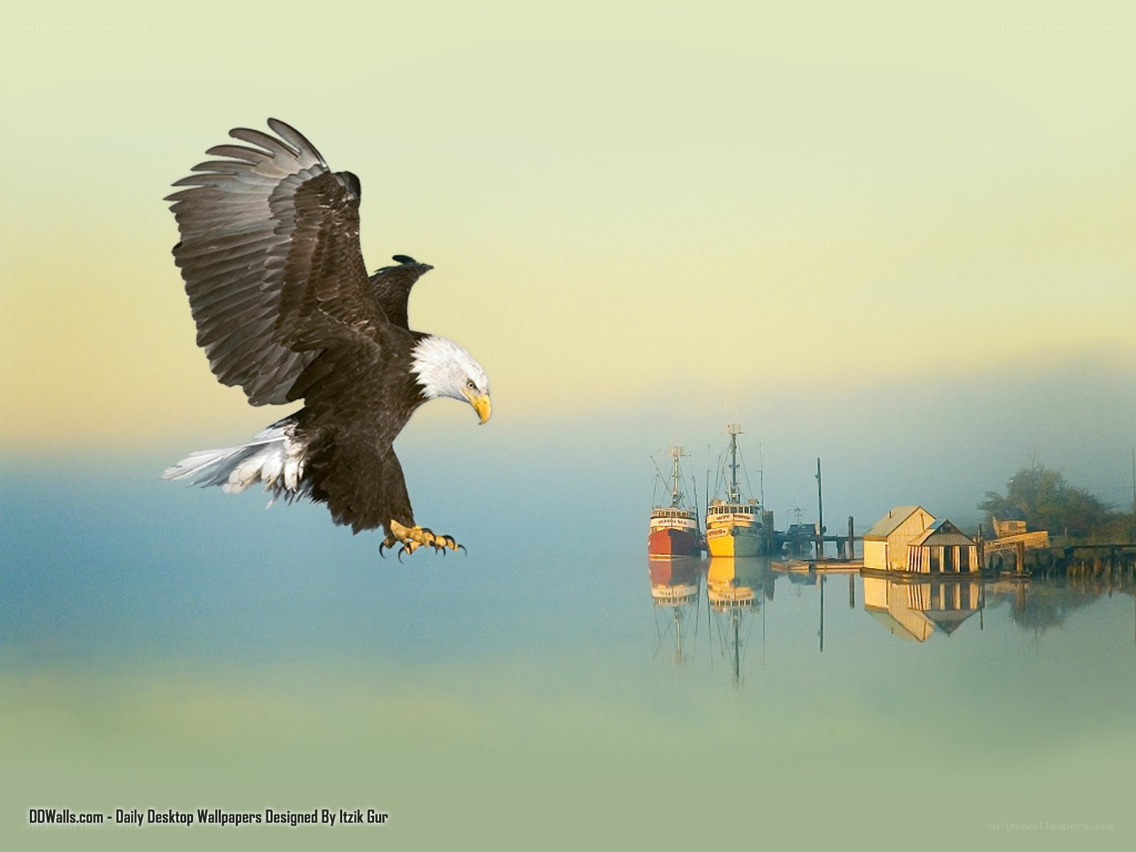 Bald eagle in flight over harbor
