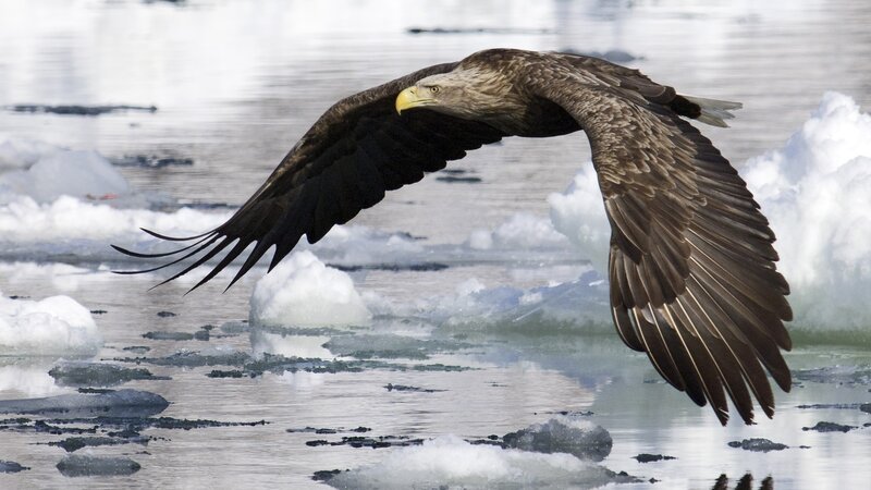 Bald eagle in flight over ice