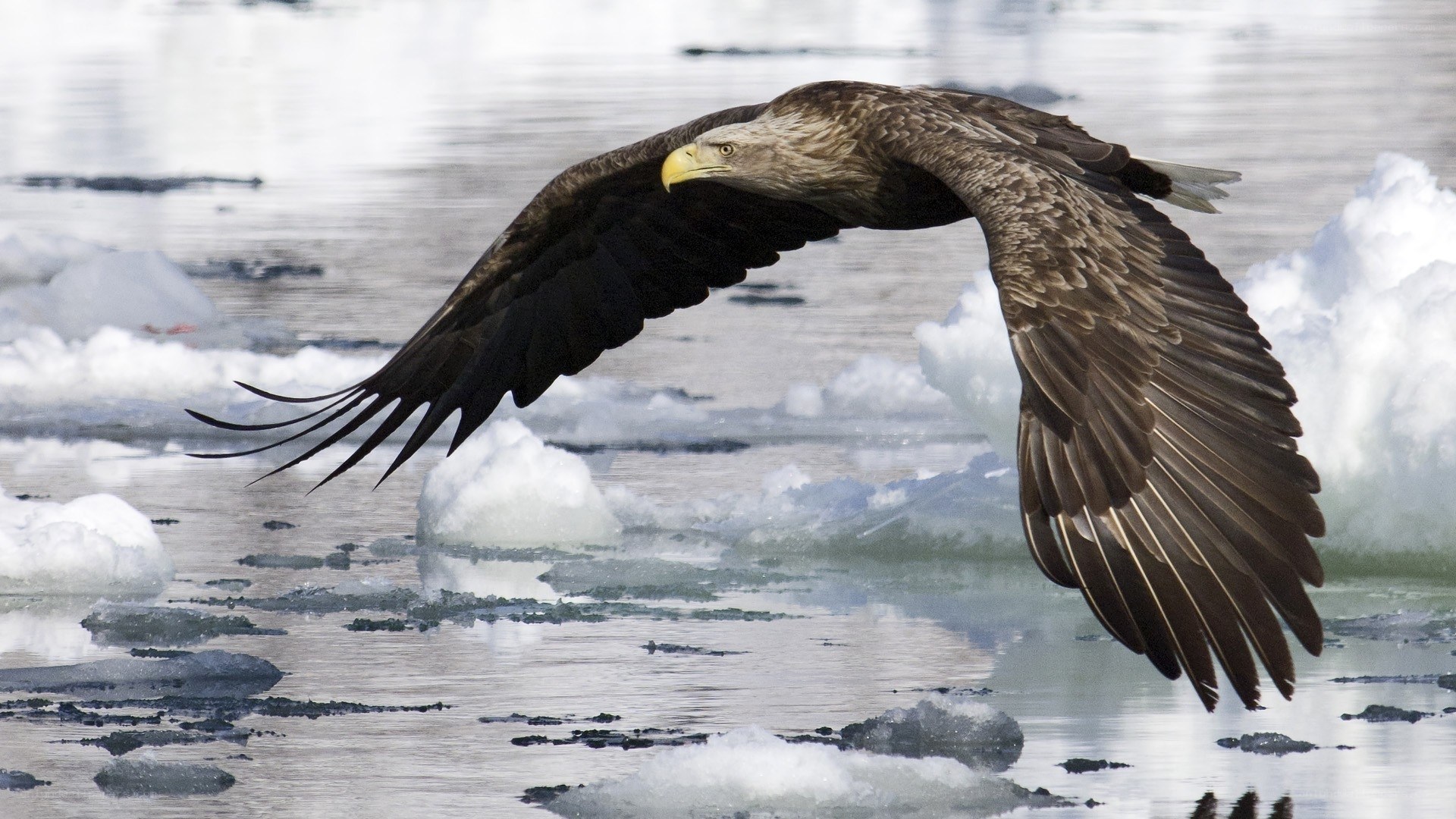 Bald eagle in flight over ice