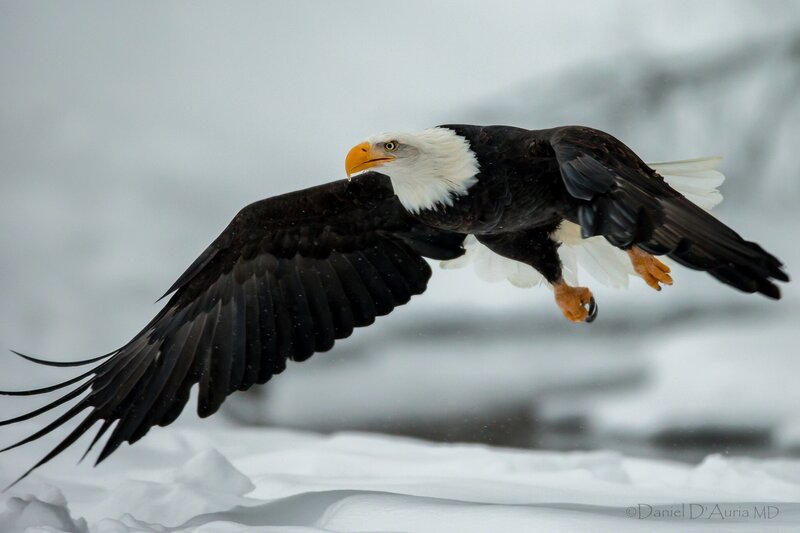 Bald eagle in flight over snow