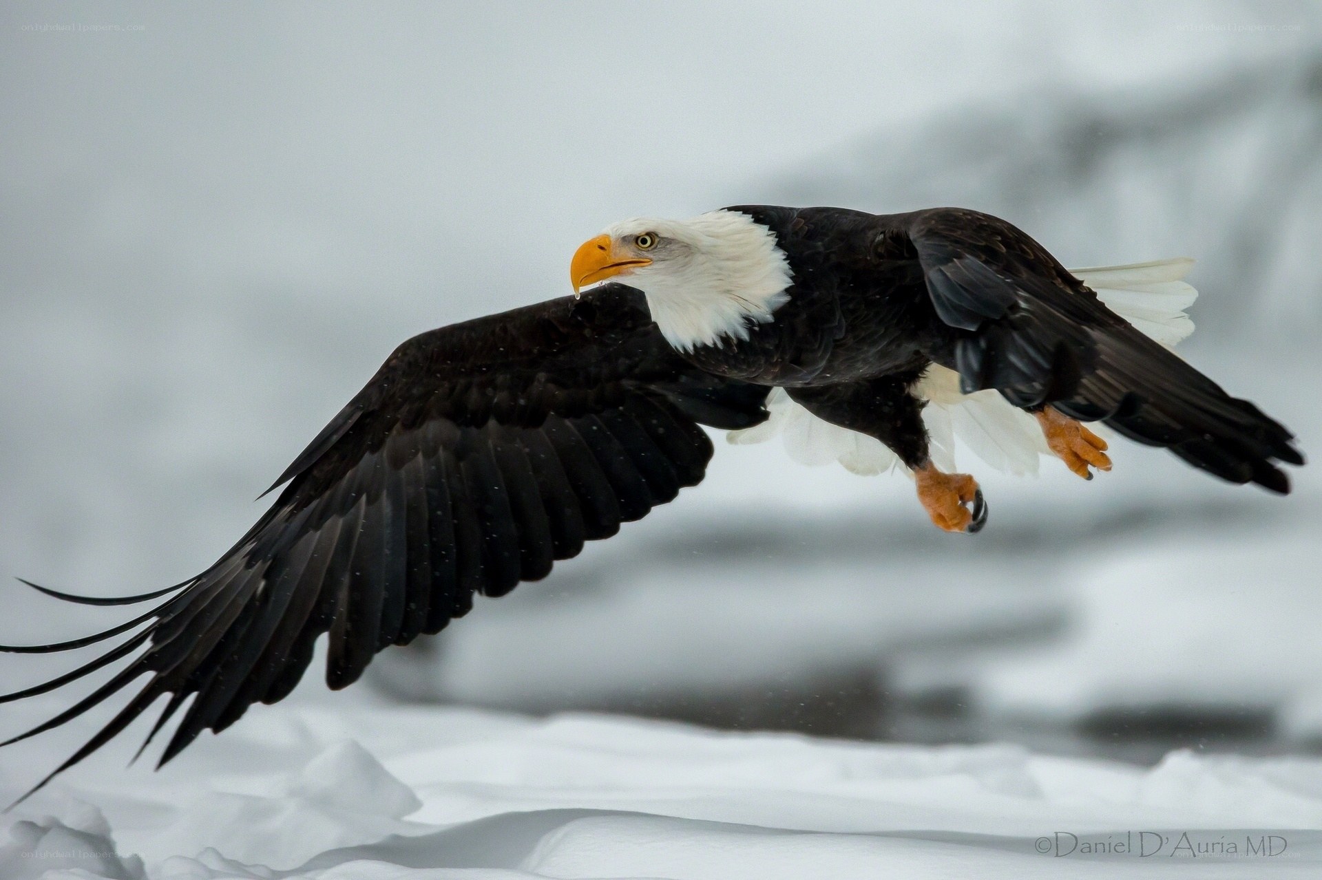 Bald eagle in flight over snow