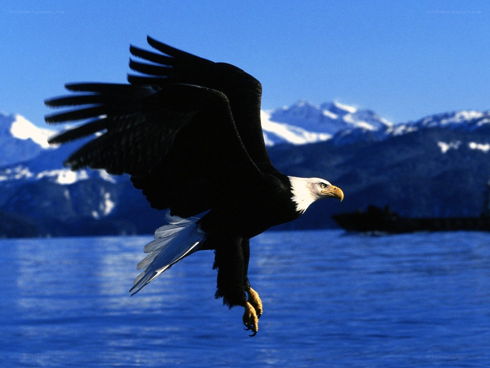 Bald eagle in flight over water