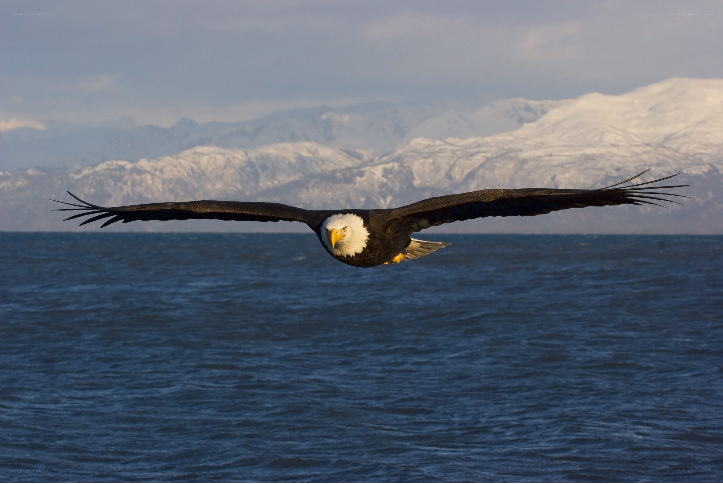 Bald eagle in flight over water