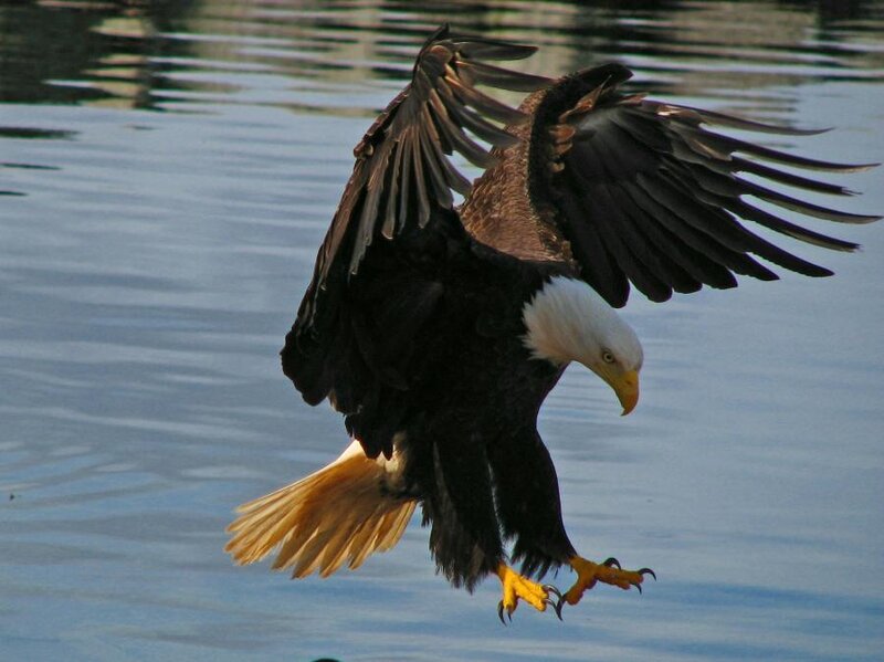 Bald eagle in flight over water