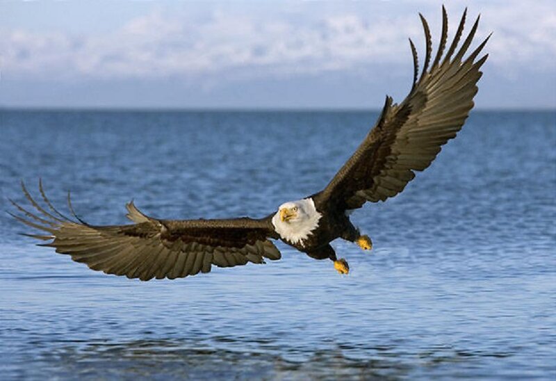 Bald eagle in flight over water