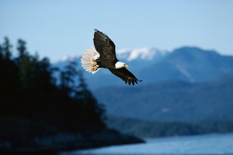 Bald eagle in flight over water