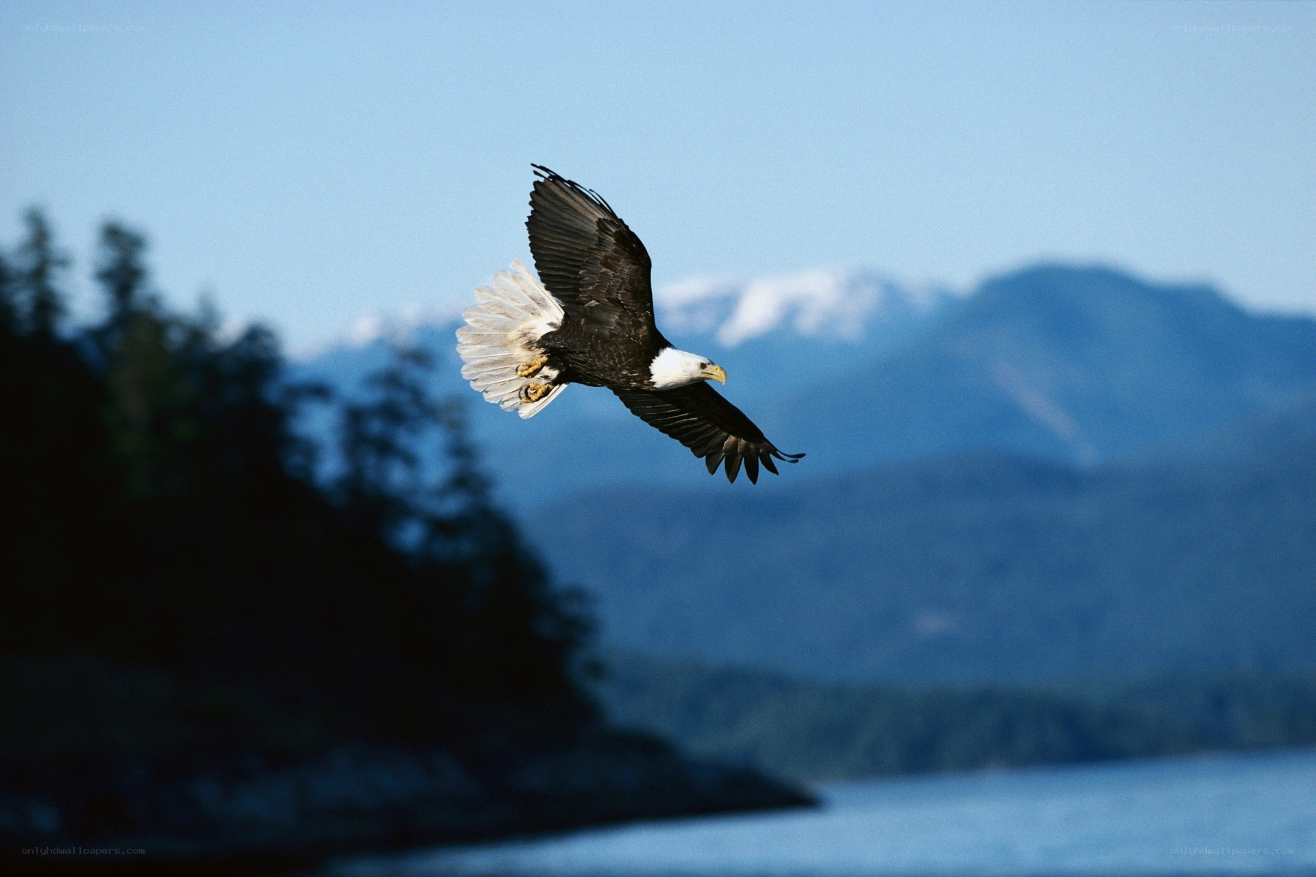 Bald eagle in flight over water