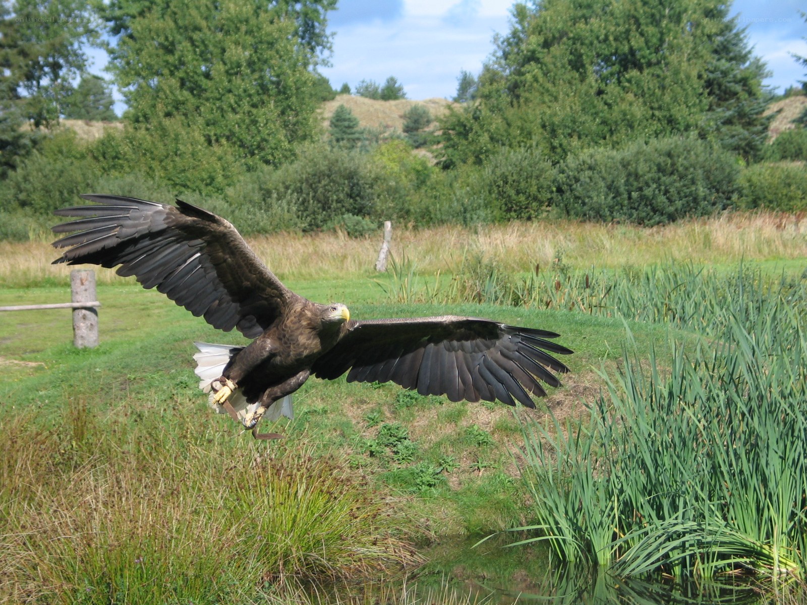 Bald eagle in flight over wetland