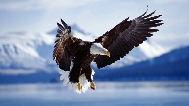 Bald Eagle in Flight — Photograph