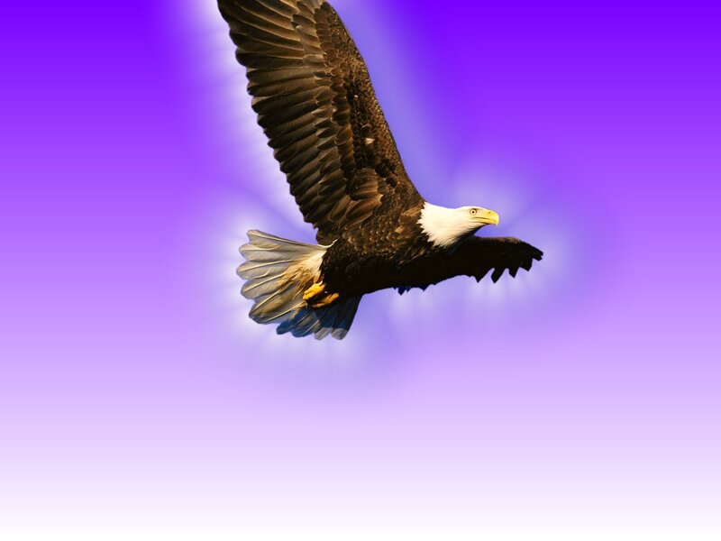 Bald Eagle in Flight — Purple, Dramatic, Photograph
