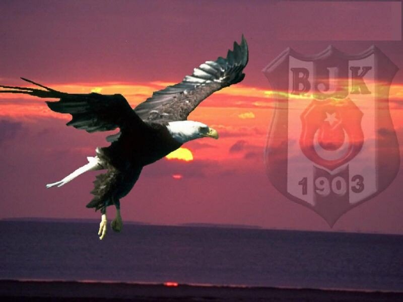 Bald Eagle in Flight — Purple, Dramatic, Sunset, Photograph
