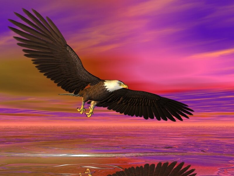 Bald Eagle in Flight — Purple, Dramatic, Sunset