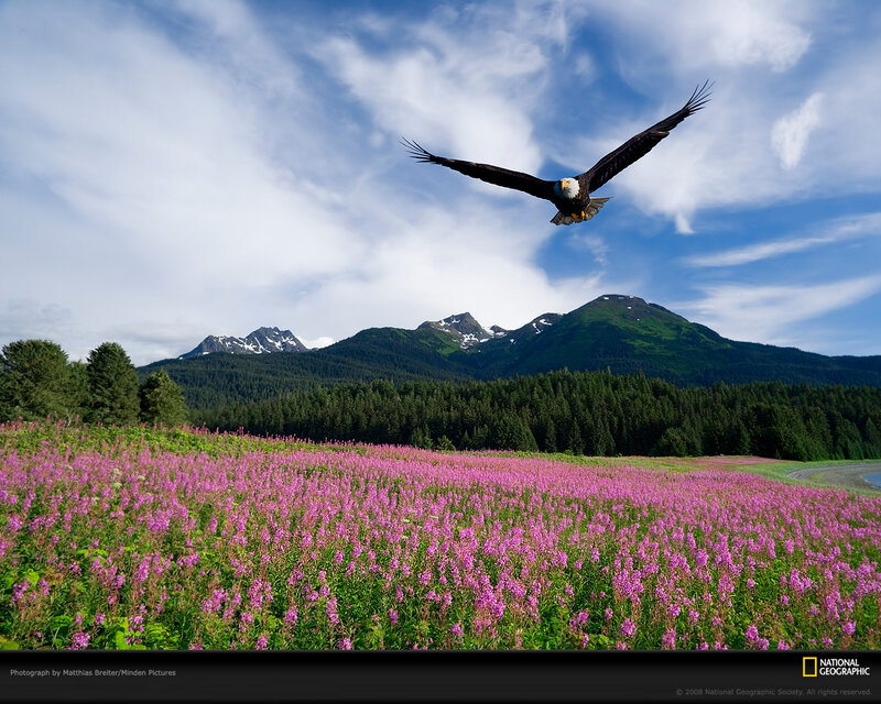 Bald Eagle in Flight — Purple, Serene, Summer, Photograph